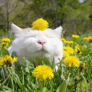 Vol.36 自恋界小透明们的吐槽与辩护 ft. Q小莉