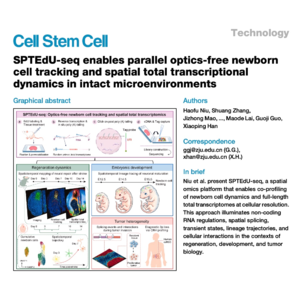 824-SPTEdU-seq: Spatiotemporal Newborn Cell Tracking