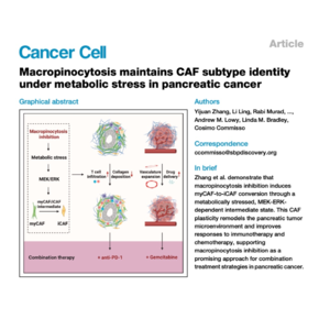 126-Macropinocytosis Maintains CAF Subtype