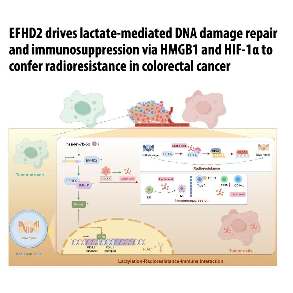 1419-EFHD2驱动乳酸介导的大肠癌放射抗性研究 episode artwork