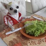 迷惘的蛇xy