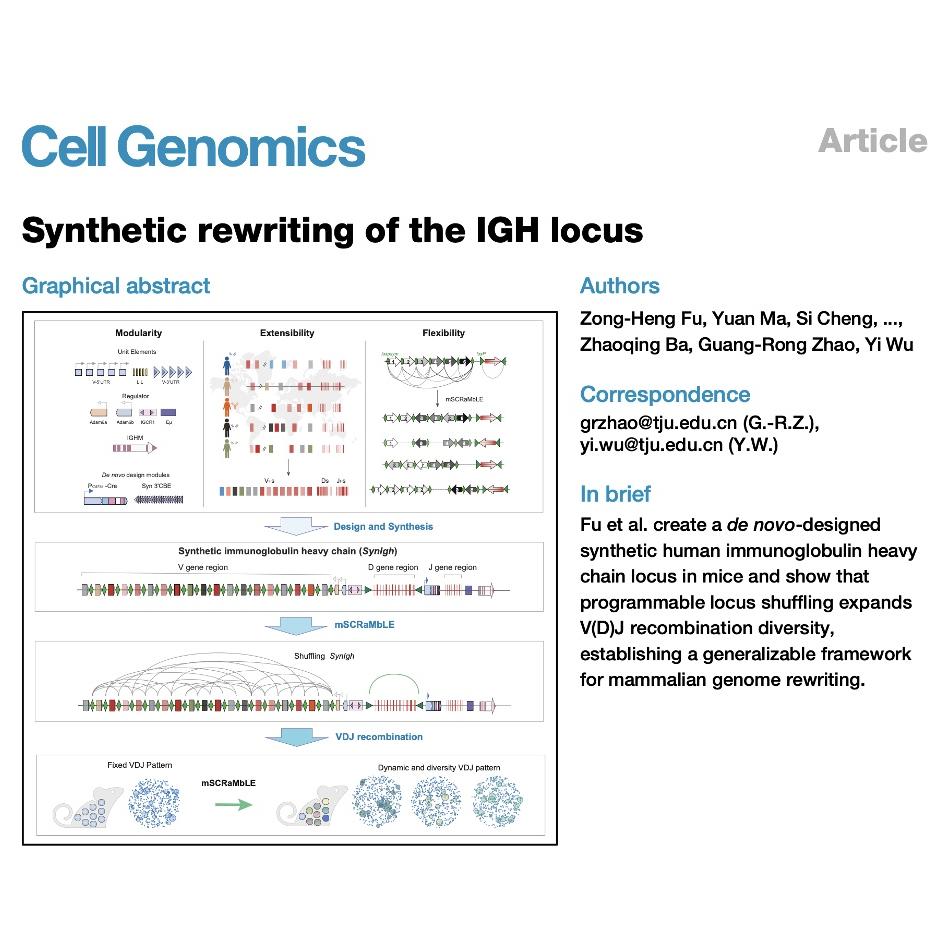 1103-Synthetic Rewriting of the IGH Locus episode artwork
