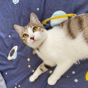 玄学夜话 089｜养猫往事：未婚先孕猫装乖巧找下家的故事