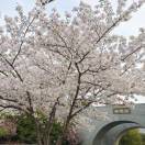 WWQ62鹰