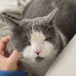 角马猫