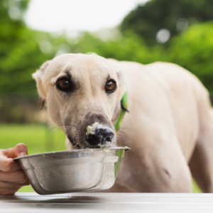 32 - 2024年底收获裁员大礼包 全公司心态第一好