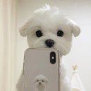 小音