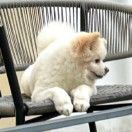 土豆马铃薯_2mWq