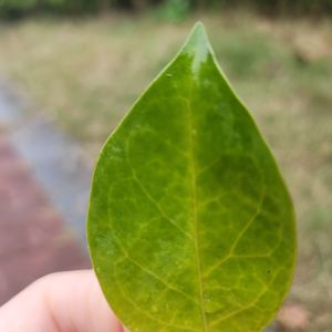 podcaster-avatar