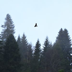 podcaster-avatar