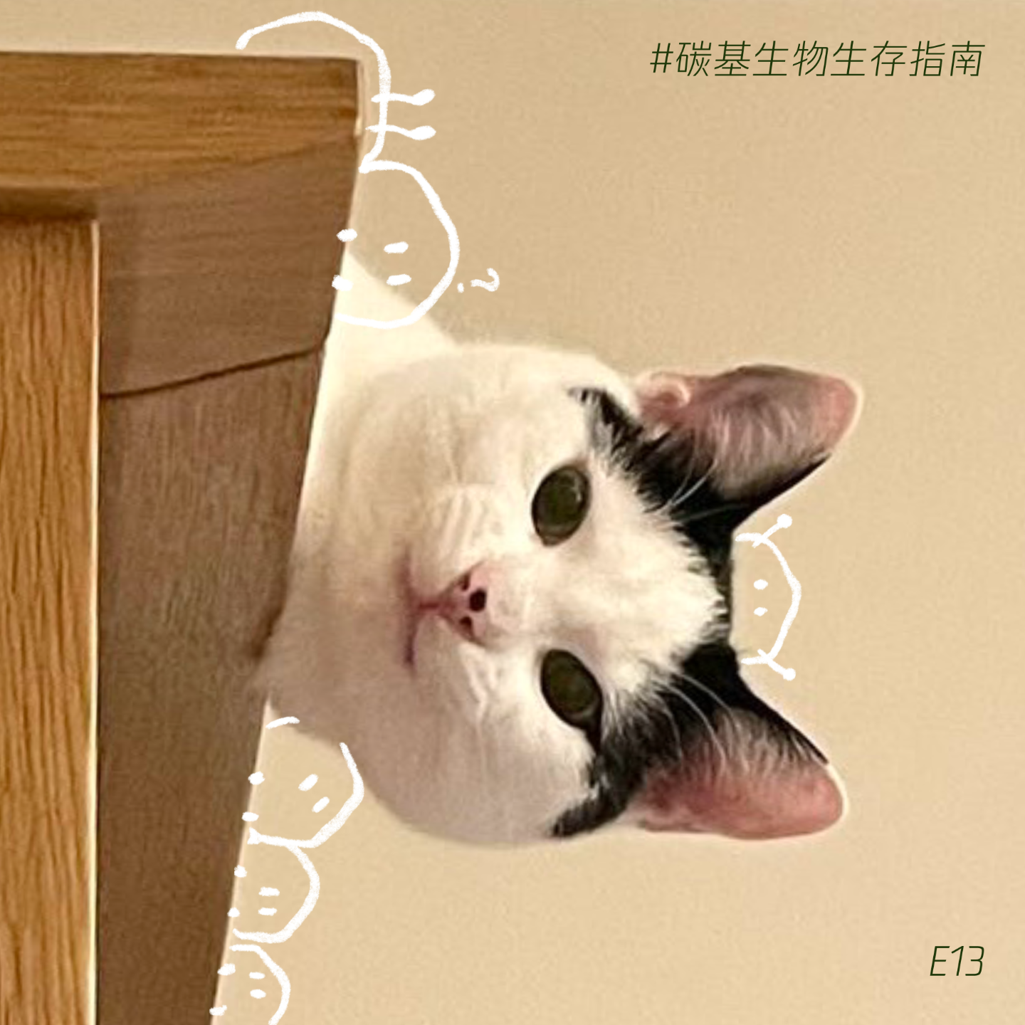 cover of episode E13 用人类科学撬开猫的多重宇宙： Everything everywhere all about cats！