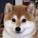 小稳稳稳