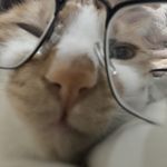我是皮皮大王