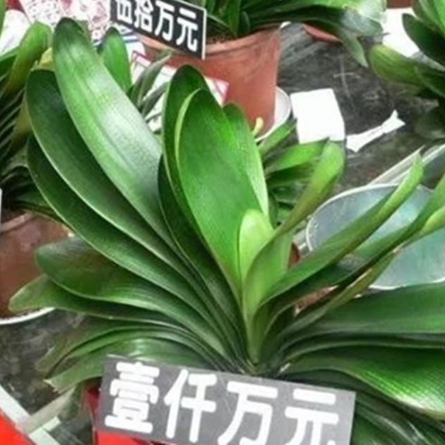 NO.34 泡沫就是人性的照妖镜，从荷兰郁金香和长春君子兰看人性的贪婪和恐惧 episode artwork
