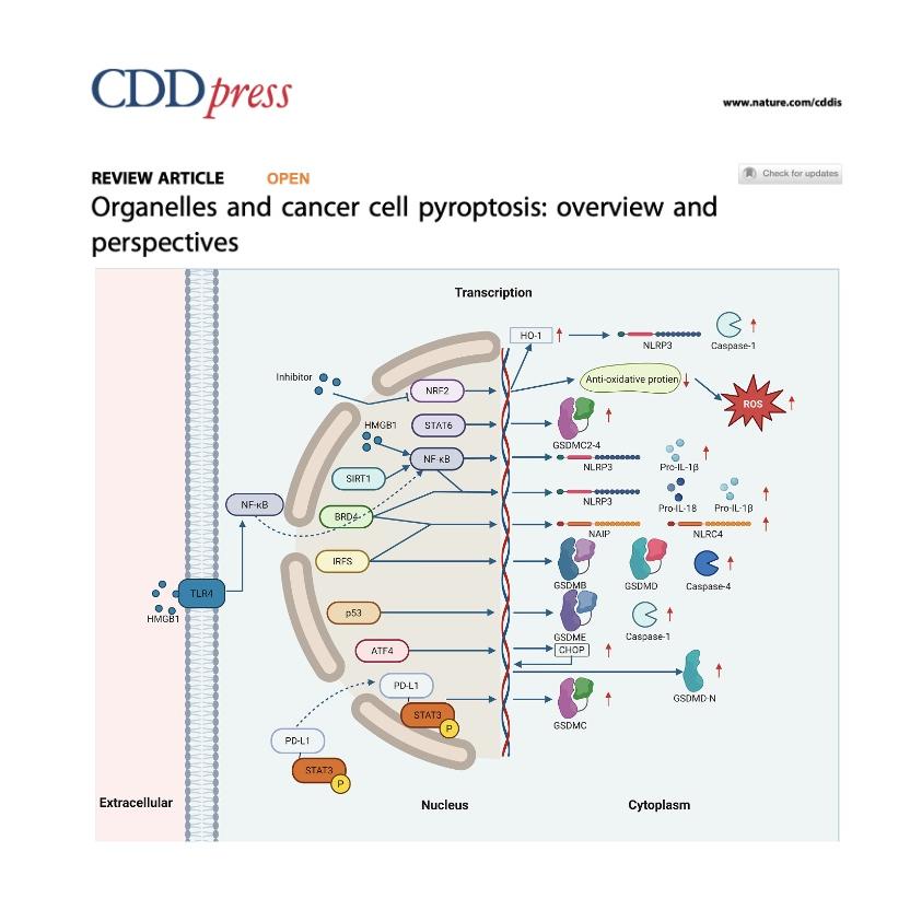 1429-Organelle Dynamics in Cancer Cell Pyroptosis episode artwork