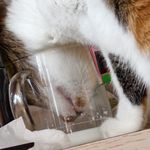 眼镜蛇堂第2小组外围干员