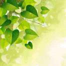 一棵平和的常青树