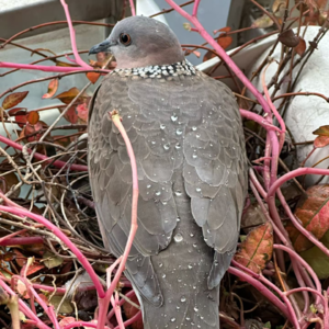 🐯38. 贺伊曼、珠颈斑鸠的蛋、小说家开饭馆