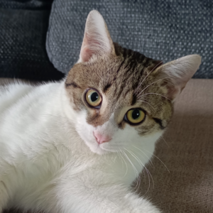 第443期：救猫记——哆啦美，你记住，你是有家有人疼的小猫