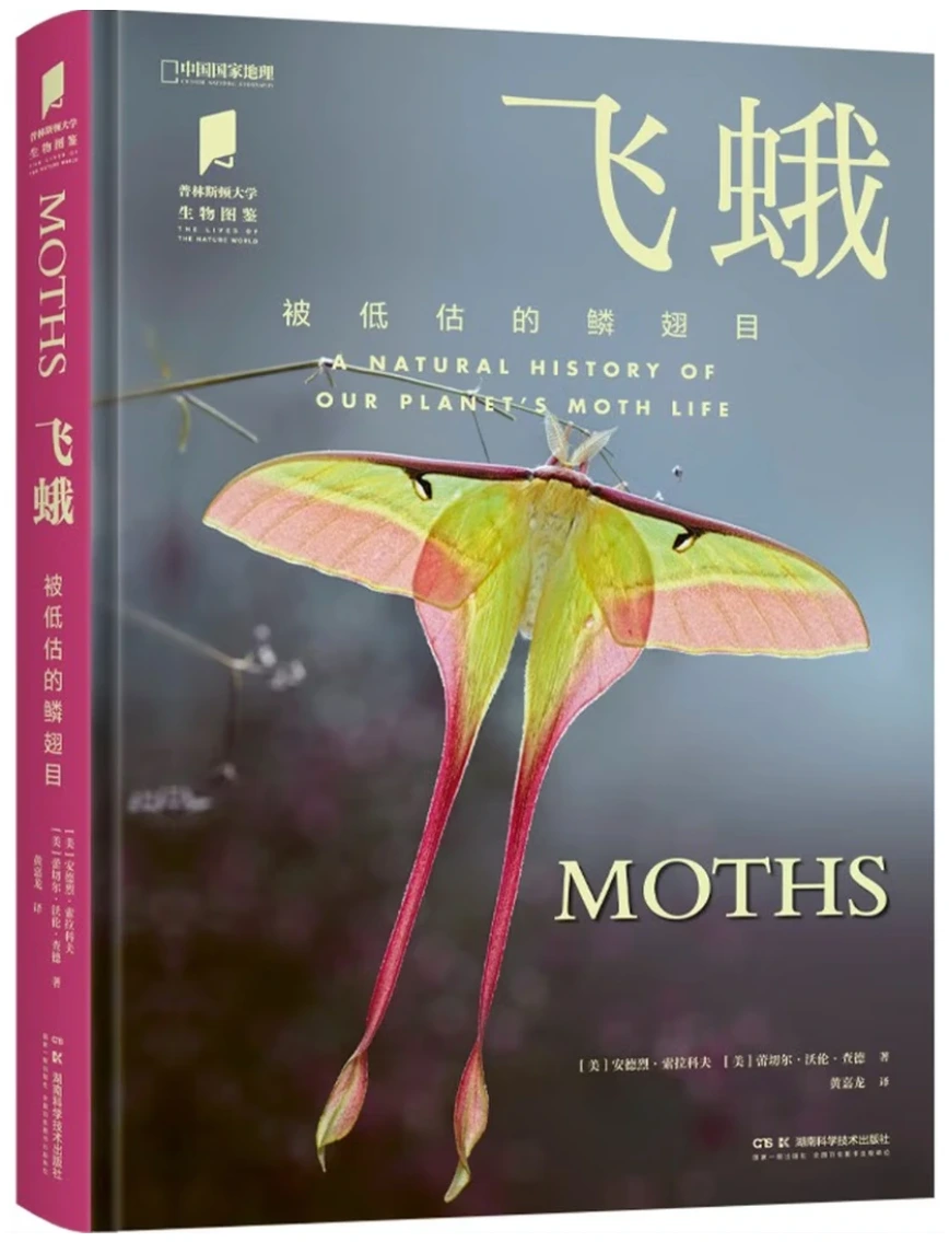 飞蛾：被低估的鳞翅目