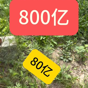 董宇辉离职背后真相|天之道损有余而补不足 人之道损不足以奉有余|800亿到80亿受益者是谁？