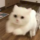 kk爱吃粿条