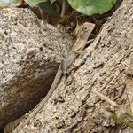 老满大叔聊蛋仔