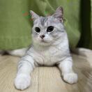 大王你快去巡山