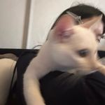 不听话的鱼子