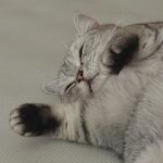 狮子Lion