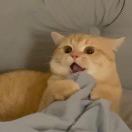 正在掉刺的小刺猬