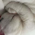 奇阿绿Sylva