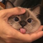 不近人情小面包