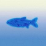 一個魚