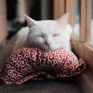 15.是我不想有松弛感么？是没人给我兜底！