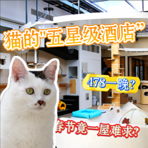 春节478元一晚的猫咪酒店，竟然比人类酒店还难订？丨来点财经范儿