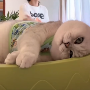 资本市场舆情解读【11月6日】