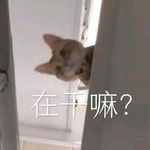 momo用户