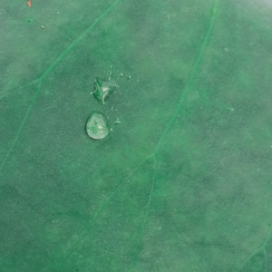 放杨第128期:2025生日特辑:网红打卡点（特别是付费的）如果不用心经营，会。。。