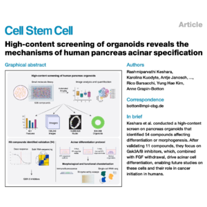 483-Screening Organoids for Pancreas Acinar Specification