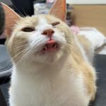 陈脊