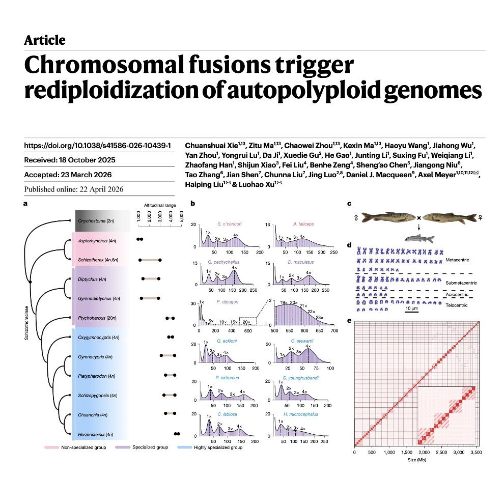 954-How autopolyploid genomes return to a diploid state episode artwork