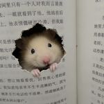 张张豹