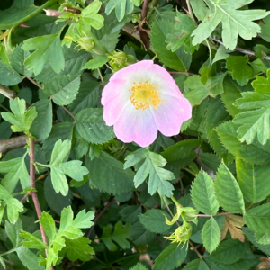 Jaxon在连续熬夜赶due而且前一晚只睡了四个多小时迷迷糊糊录的不知道什么