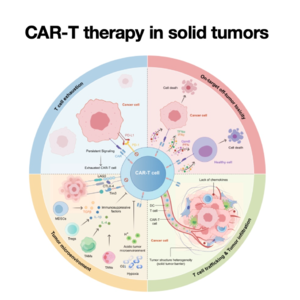 141-CAR-T therapy in solid tumors