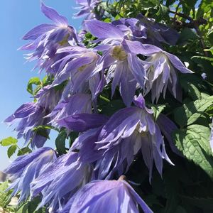 podcaster-avatar