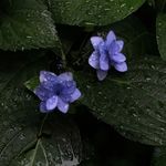 江江浸月