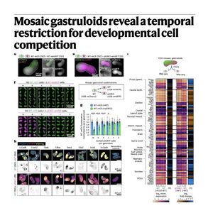 984-Restrictions of Cell Competition in Mosaic Gastruloids