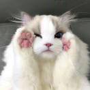A灵趣