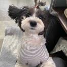 大PUPPY